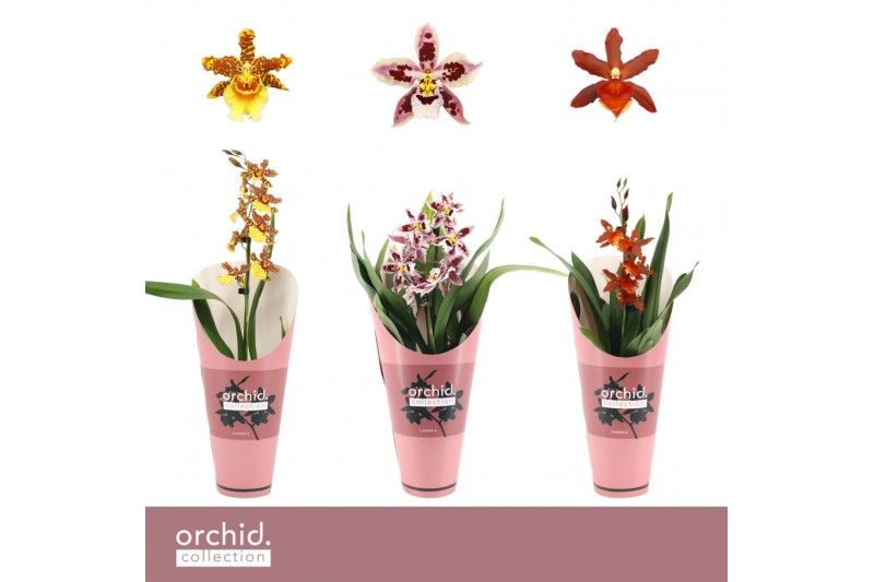 Cambria grp mix 3 kleuren Cambria, Mix 1-spike Orchid Collection Potco 