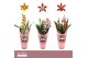 Cambria grp mix 3 kleuren Cambria, Mix 2-spike Orchid Collection Potco 