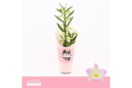 Dendrobium nobile spring dream kumiko Dendrobium Nobilé, Kumiko 1-spik