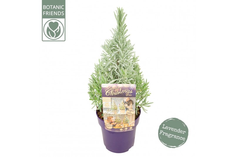 Lavandula angustifolia Lavandula ang. Christmas Tree 