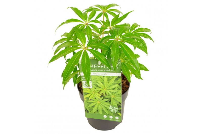 Schefflera Schefflera Winter Jungle2 pp 