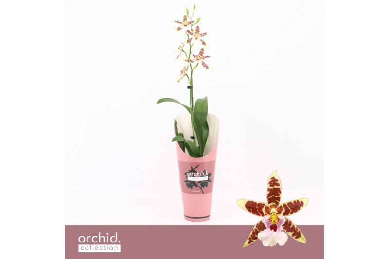 Aliceara anthura renaissance white Cambria, White Renaissance 1-spike  