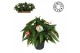 Begonia maculata double dot Maculata Double Dot MUST HAVE5 pp 