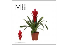 Vriesea intenso red Vriesea Intenso Red - 12cm | Mimesis