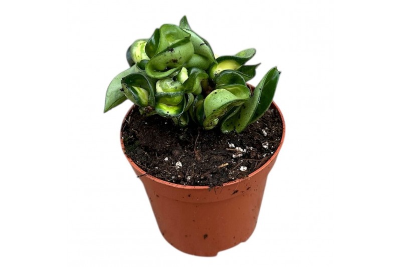 Hoya Hoya Compacta Mauna loa overige  cm 