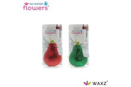 Hippeastrum gewaxt No Water Flowers Glitterz® Mix Traditional Rood/Gro