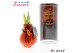 Hippeastrum gewaxt No Water Flowers Waxz® Halloween SPIN2 tak/plnt 