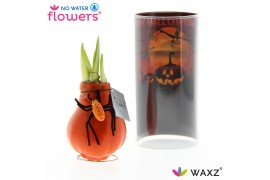 Hippeastrum gewaxt No Water Flowers Waxz® Halloween SPIN2 tak/plnt