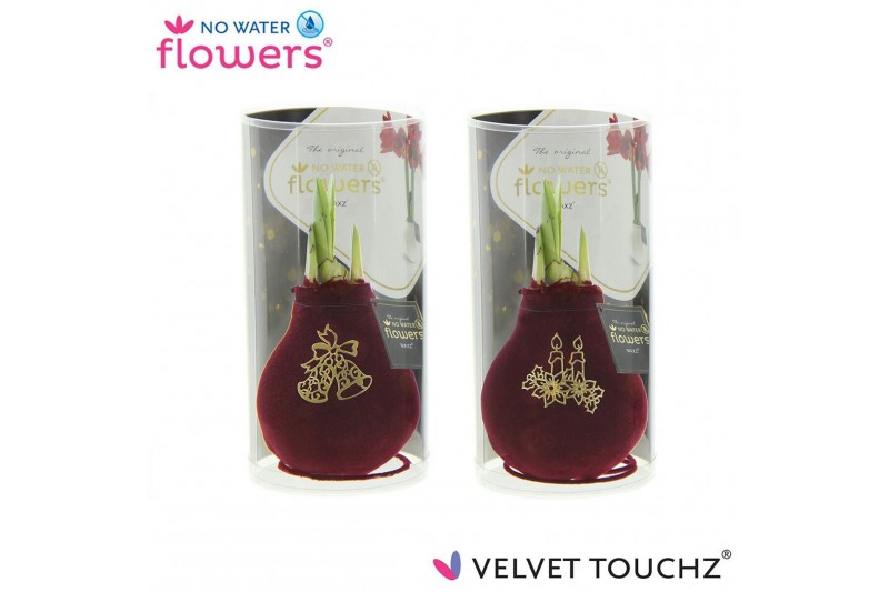 Hippeastrum gewaxt No Water Flowers Velvet Touchz® Royal Gold in Koker 