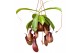 Nepenthes alata Nepenthes Monkey Jars Alata 10 bl. 