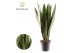 Sansevieria zeylanica Sansevieria Zeylanica (8+ blad) 1 pp 