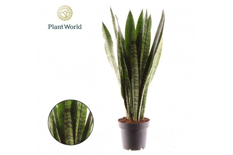 Sansevieria zeylanica Sansevieria Zeylanica (8+ blad) 1 pp 