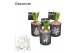 Arrangementen hyacinthus Hyacint Mini Printed Glass HL18112WP [BLACK & 
