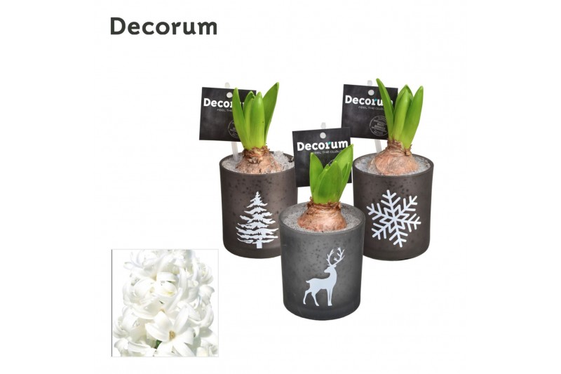 Arrangementen hyacinthus Hyacint Mini Printed Glass HL18112WP [BLACK & 