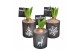 Arrangementen hyacinthus Hyacint Mini Printed Glass HL18112WP [BLACK & 
