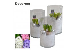 Arrangementen hyacinthus Hyacint Like Nobody HL16152 [PURE] 3 pp 75 bl