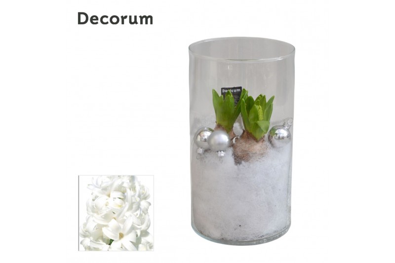 Arrangementen hyacinthus Hyacint Like Nobody HL16152WP [BLACK & WHITE] 