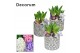 Arrangementen hyacinthus Hyacint Shino HL16272 [SHINY & SPARKLING] 3 p 