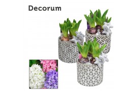 Arrangementen hyacinthus Hyacint Shino HL16272 [SHINY & SPARKLING] 3 p