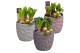Arrangementen hyacinthus Hyacint Natural Colour HL18462 [LOVELY COLORS 