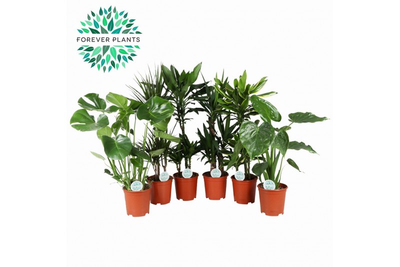 Kamerplanten mix groen Groen Mix kamerplanten p21 1 pp 