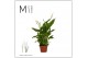 Spathiphyllum chopin Spathiphyllum Chopin - 6.5cm | Mimesis2 bl. 