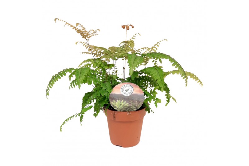 Adiantum scutum roseum Adiantum roseum15 cm diameter 