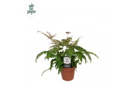 Adiantum scutum roseum Adiantum roseum - Air So Pure15 cm diameter