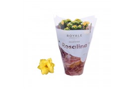 Kalanchoe rosalina don amarillo Kalanchoe Rosalina 12cm Royale Amarill