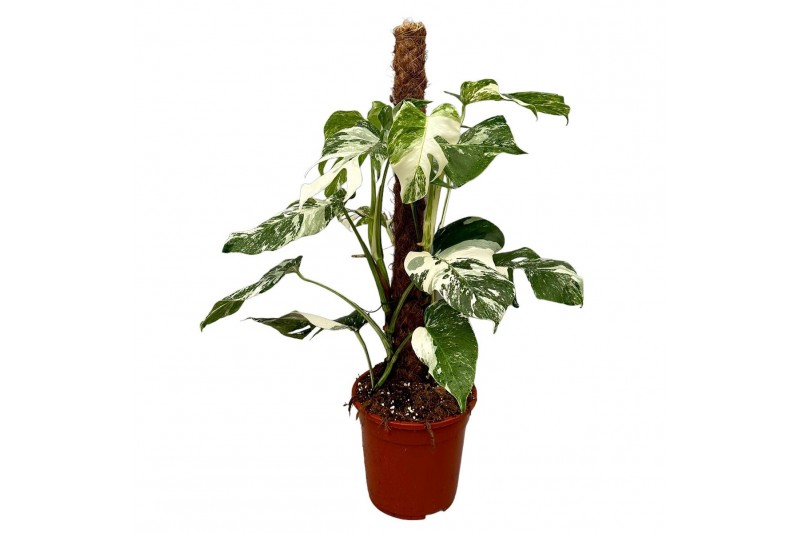 Monstera deliciosa variegata Monstera Deliciosa Variegata 2 pp 