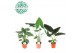 Alocasia mix Alocasia Gemengd p21 1 pp 