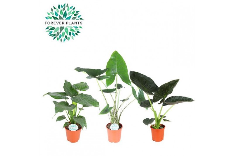 Alocasia mix Alocasia Gemengd p21 1 pp 