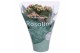 Kalanchoe rosalina roze Kalanchoe Rosalina 07cm Don Alano wit/rozepp 