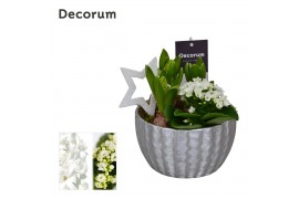 Arrangementen kerst Calandiva & Hyacint Ribbel Schaal HL22192WP [BLACK