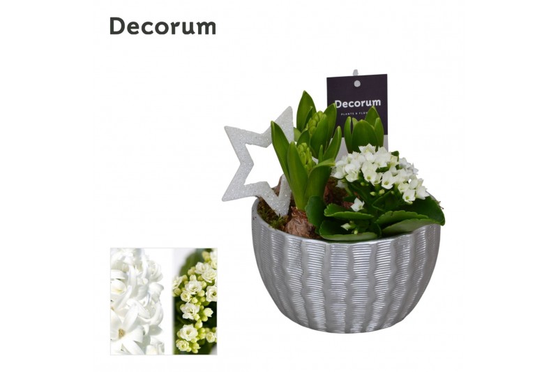 Arrangementen kerst Calandiva & Hyacint Ribbel Schaal HL22192WP [BLACK 