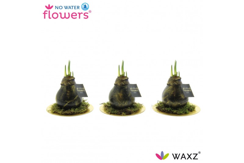 Hippeastrum gewaxt No Water Flowers® Antiquez Golden Dish2 tak/plnt 