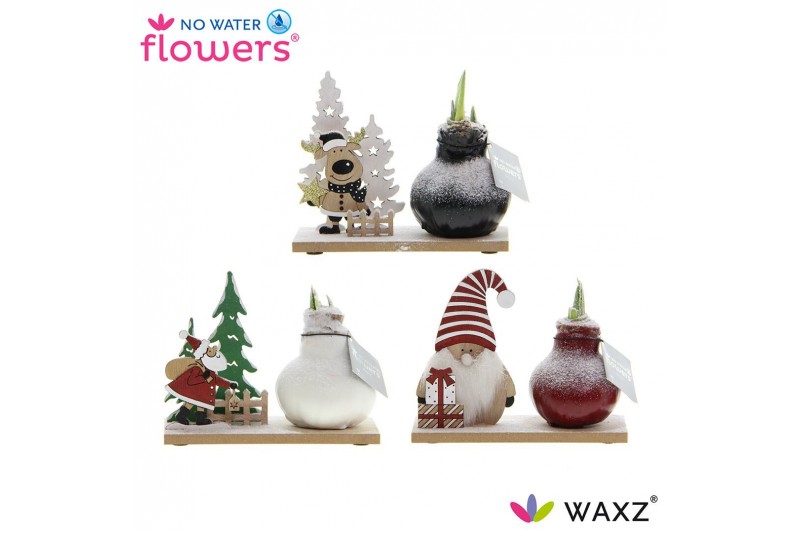 Hippeastrum gewaxt No Water Flowers ® Winter Wonderland Mix2 tak/plnt 