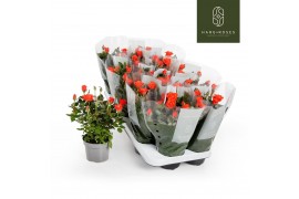 Rosa calibra kordana Rosa Kordana Calibra (Oranje)6 bl.