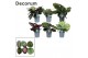 Calathea mix Calathea Exclusief gemengd (Decorum) 
