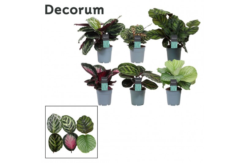 Calathea mix Calathea Exclusief gemengd (Decorum) 