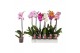 Phalaenopsis mix Phalaenopsis 5 color mix, 1-spike 6+6 bl. 1 tak/plnt 