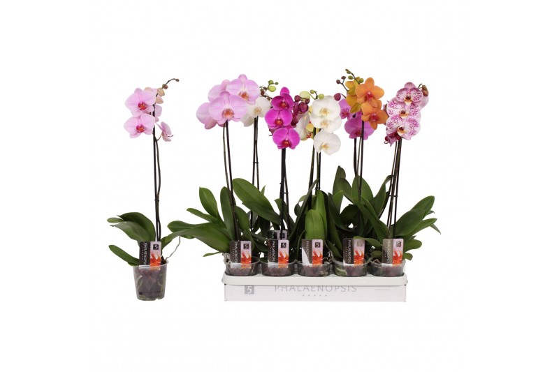 Phalaenopsis mix Phalaenopsis 5 color mix, 1-spike 6+6 bl. 1 tak/plnt 