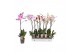 Phalaenopsis mix Phalaenopsis 5 color mix, 1-spike 9+/branched9 bl. 1  