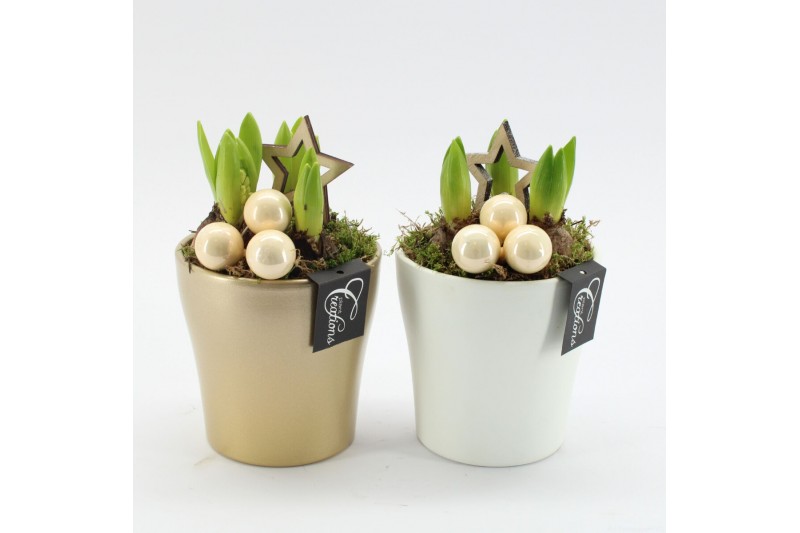 Arrangementen hyacinthus XHF-2510M Xmas Hyacint Fundamentals 1 pp 