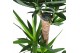 Yucca Yucca p24, 90+45+20 (2+ KOP) 3 pp 