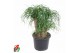 Beaucarnea recurvata Beaucarnea vertakt P32 - 1,5ft3 tak/plnt 1 pp 