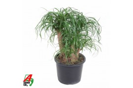 Beaucarnea recurvata Beaucarnea vertakt P32 - 1,5ft3 tak/plnt 1 pp