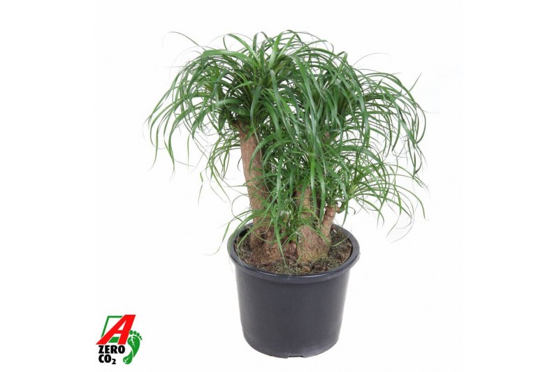 Beaucarnea recurvata Beaucarnea vertakt P32 - 1,5ft3 tak/plnt 1 pp 