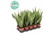 Sansevieria trifasciata laurentii Sansevieria Laurentii p12 (niet MPS  