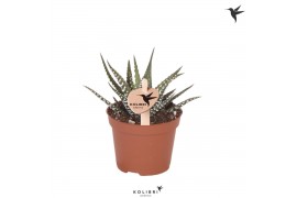 Haworthia fasciata big band Kolibri Greens Succulenten Haworthia Big B